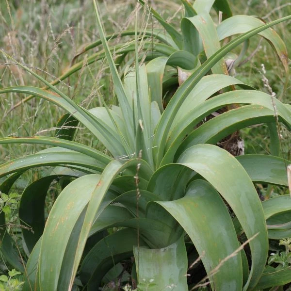 Зображення Кніпхофія Норт - Kniphofia northiae