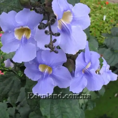 Тунбергия крупноцветковая - Thunbergia grandiflora