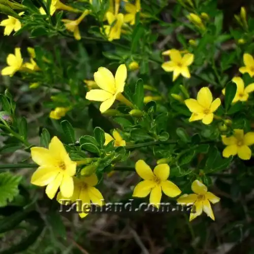 Жасмин чагарниковий - Jasminum fruticans