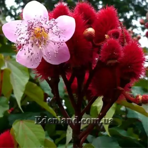 Изображение Бикса Орельяна - Bixa orellana red