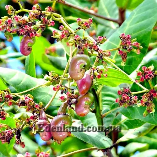 Изображение цветы и завязи