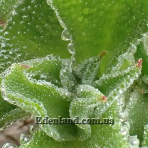 Изображение Мезембриантемум хрустальный - Mesembryanthemum crystallinum