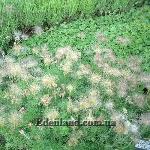 Зображення Пульсатилла звичайна - Pulsatilla vulgaris