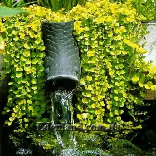 Изображение Лизимахия монетчатая - Lysimachia nummularia