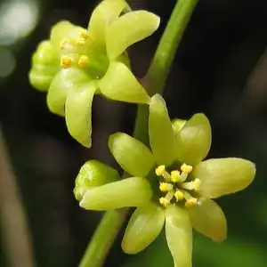 Изображение цветок