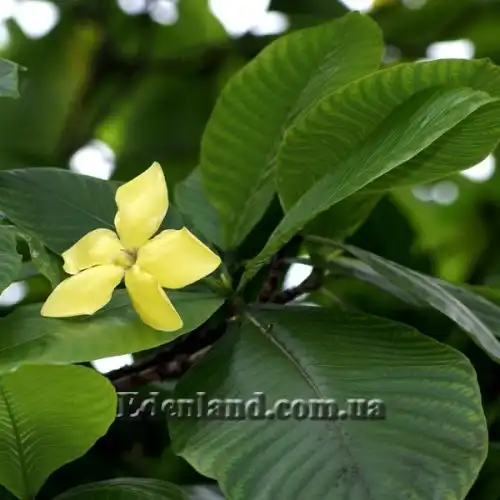 Гардения золотая - Gardenia sootepensis