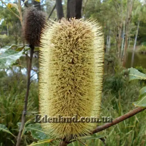 Изображение Банксия мощная - Banksia robur