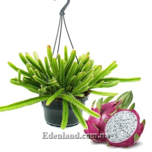 Изображение молодые растения и плод