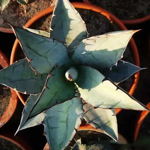 Изображение взрослое растение