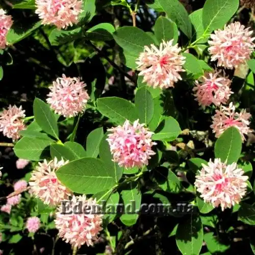 Зображення Даїс скумпієлистий - Dais cotinifolia