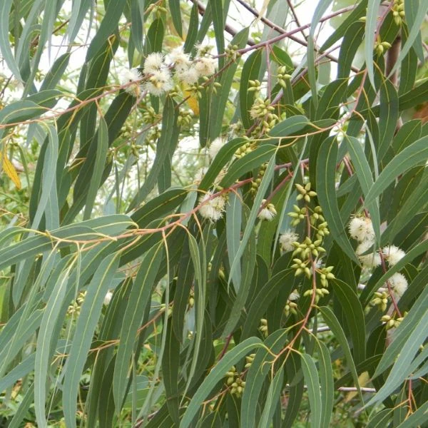 Изображение Эвкалипт лимонный - Eucalyptus citriodora