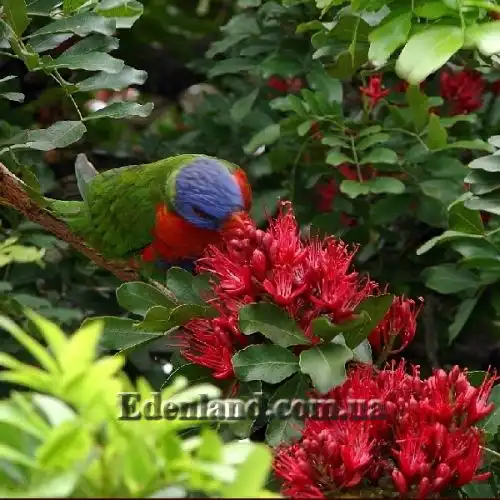 Зображення Шотія короткопелюсткова - Schotia brachypetal