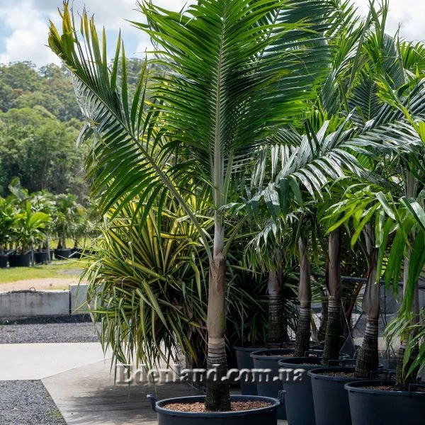 Изображение Диктиосперма белая  - Dictyosperma album