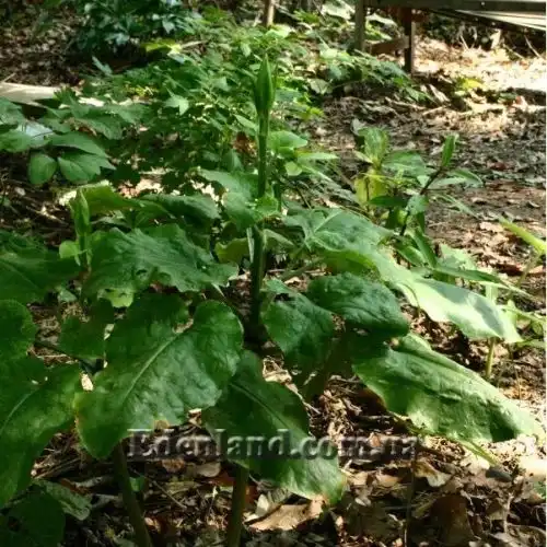 Изображение Кардиокринум сердцевидный - Cardiocrinum cordatum