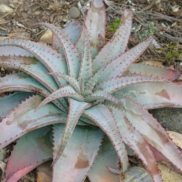 Зображення Алое надлистяне - Aloe suprafoliata 
