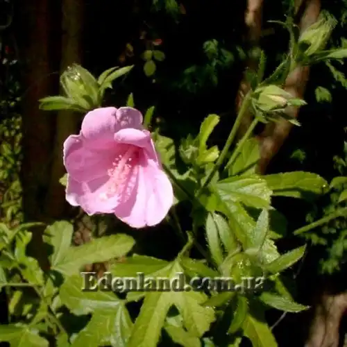 Зображення Гібіскус довгоножковий - Hibiscus pedunculatus 