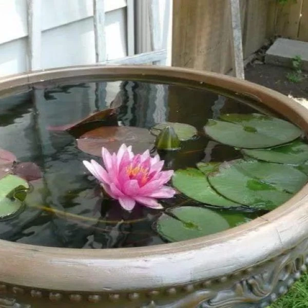 Зображення Німфея (Латаття) опушена рожева - Nymphaea pubescens 'Pink' 