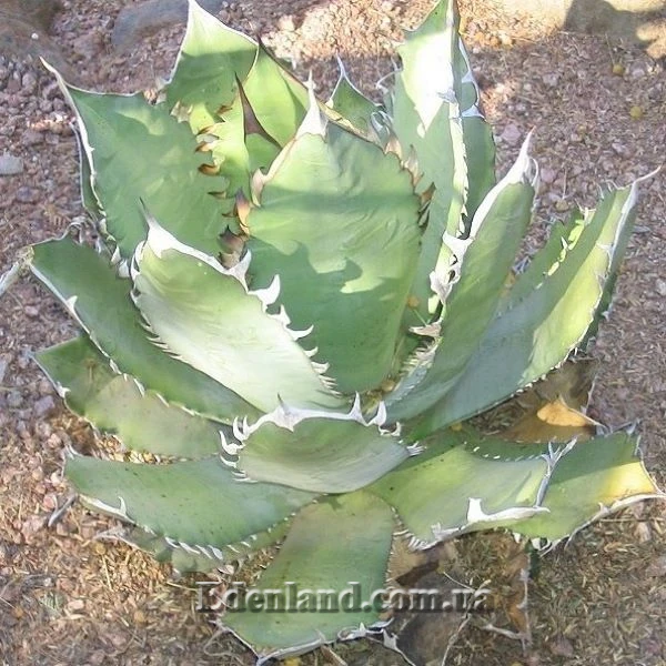 Зображення Агава Отеро  - Agave oteroi