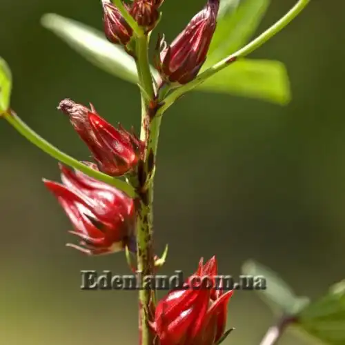 Зображення Гібіскус сабдариффа - Hibiscus sabdariffa