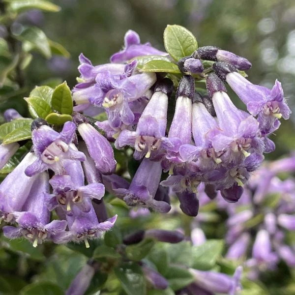 Изображение Рафитамнус колючий - Rhaphithamnus spinosus 