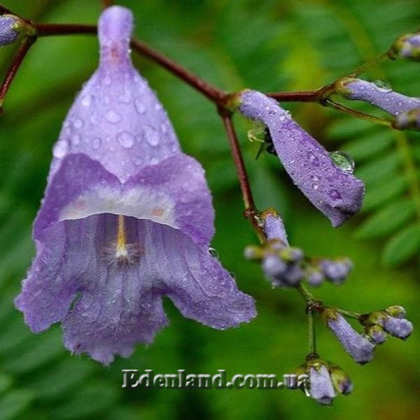 Изображение Жакаранда мимозолистная - Jacaranda mimosifolia
