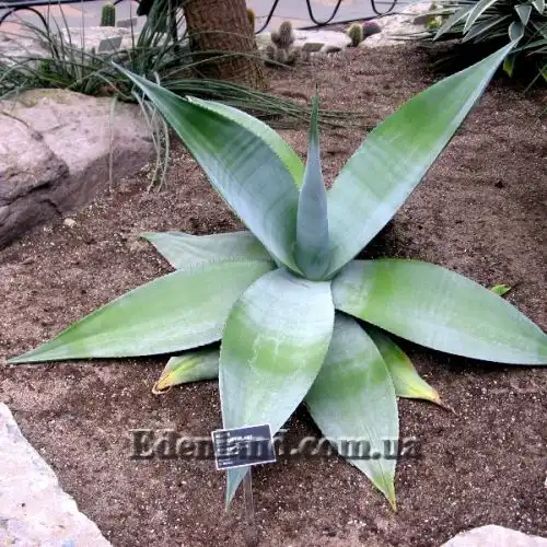 Изображение Агава Гуиенгола - Agave guiengola