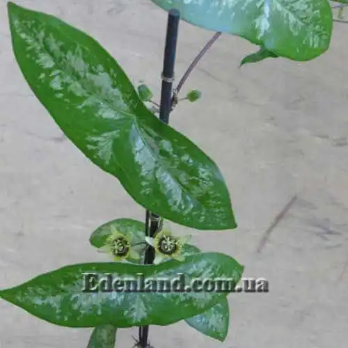 Пасифлора шкіряста - Passiflora coriacea