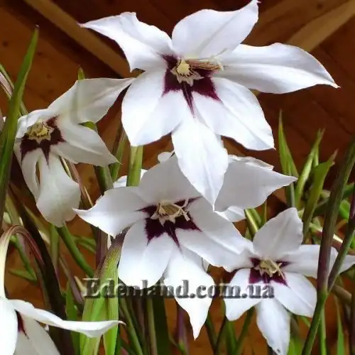 Изображение Ацидантера двухцветная - Acidanthera bicolor