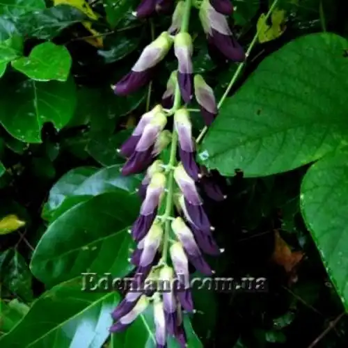 Изображение Мукуна жгучая - Mucuna pruriens