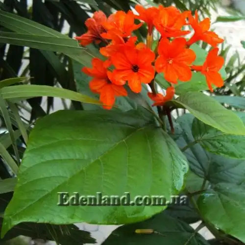 Зображення Кордія Себестена - Cordia sebestena