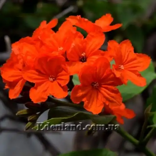 Зображення Кордія Себестена - Cordia sebestena