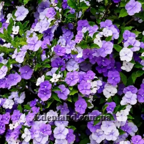 Изображение Брунфельзия широколистная  - Brunfelsia latifolia