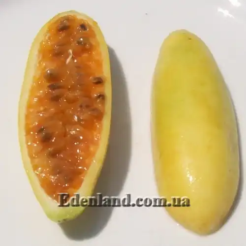 Изображение плод в разрезе