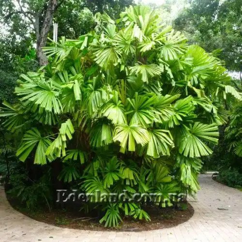 Изображение Ликуала колючая - Licuala spinosa