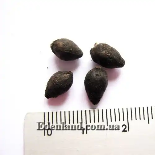 Изображение плоды