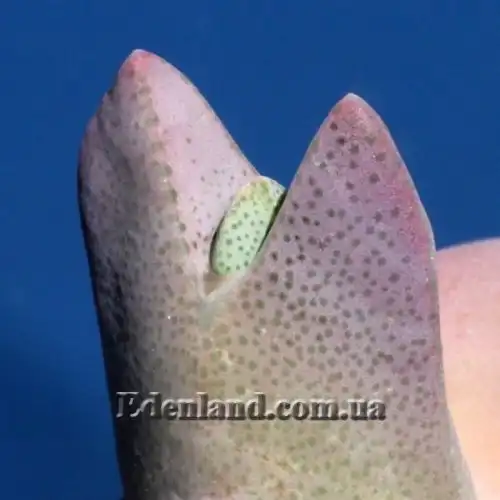 Изображение Хейридопсис своеобразный - Cheiridopsis peculiaris