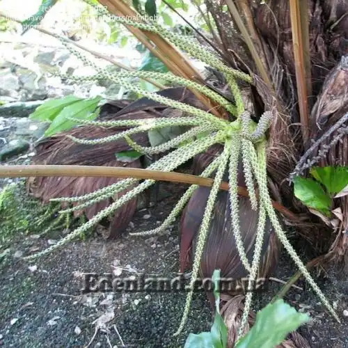 Изображение женские соцветия