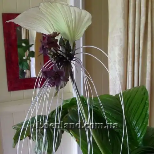 Изображение Такка цельнолистная - Tacca integrifolia 