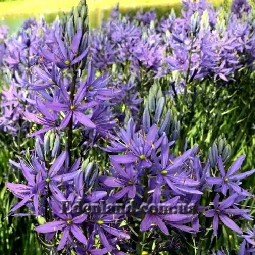 Зображення Камасія Лейхтліна - Camassia leichtlinii