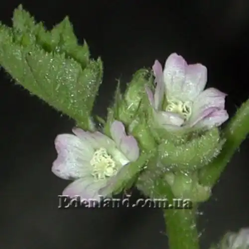 Изображение Мальва кудрявая - Malva crispa 