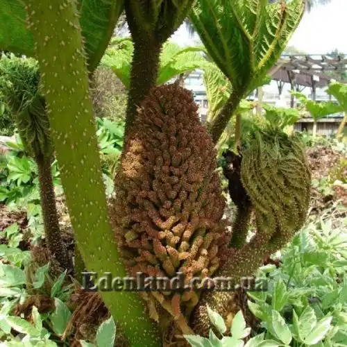 Изображение соцветие