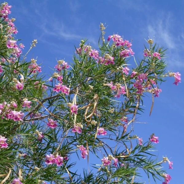 Зображення Хілопсис лінійний - Chilopsis linearis 