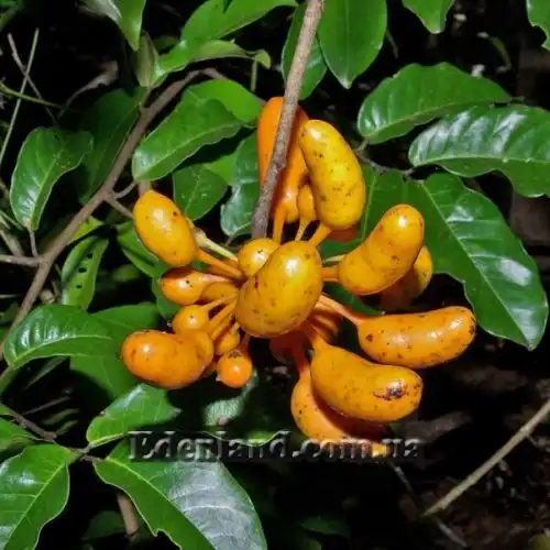 Изображение Увария вогнутая - Uvaria concava