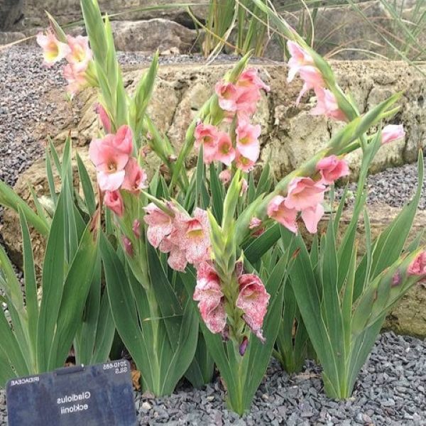 Зображення Гладіолус Еклона - Gladiolus ecklonii 