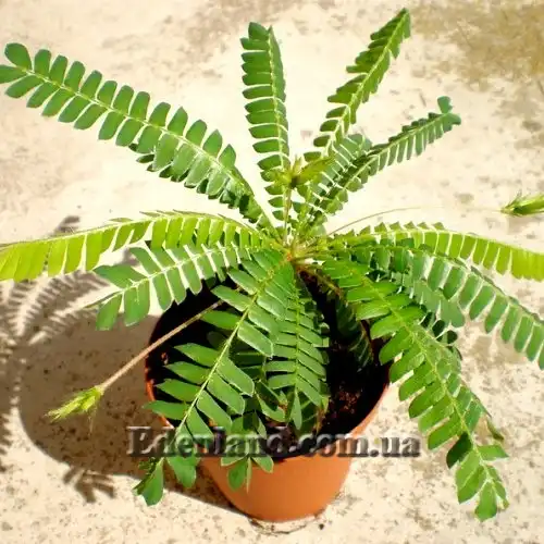 Изображение Биофитум чувствительный - Biophytum sensitivum