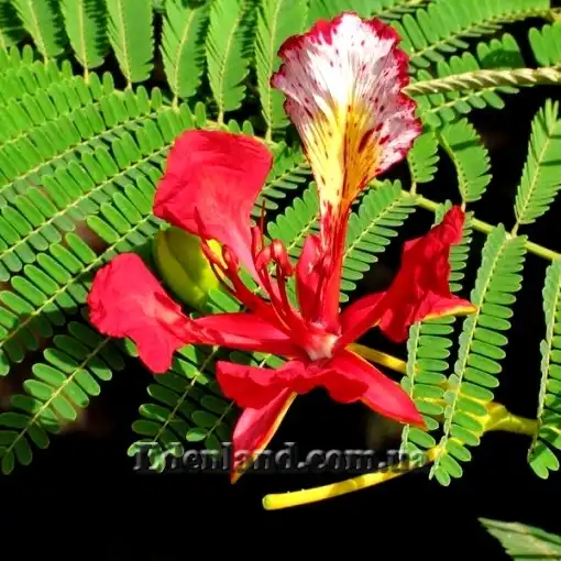 Изображение лист и цветок