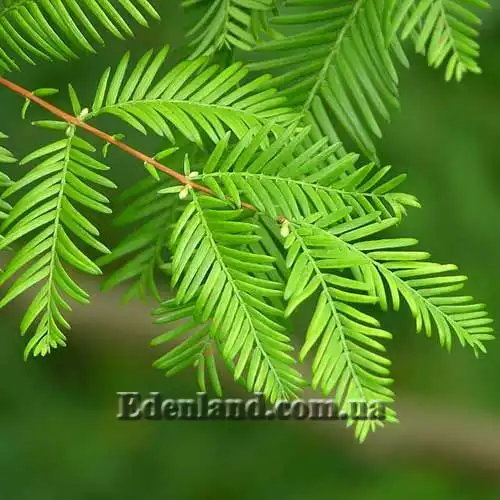 Метасеквойя глиптостробовидная - Metasequoia glyptostroboides