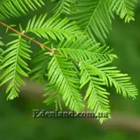 Изображение Метасеквойя глиптостробовидная - Metasequoia glyptostroboides