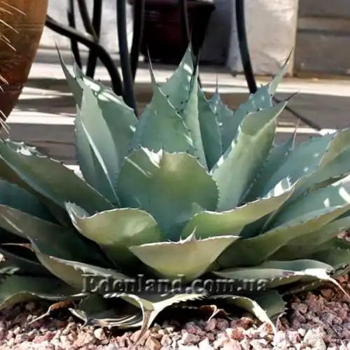 Изображение Агава яйцелистная (Гигант) - Agave ovatifolia (Giant)