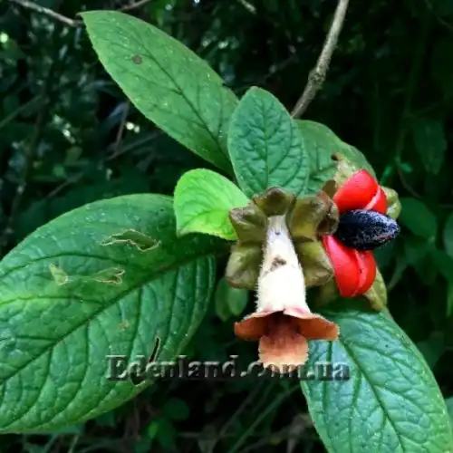 Изображение Дримония аллоплектусовидная - Drymonia alloplectoides